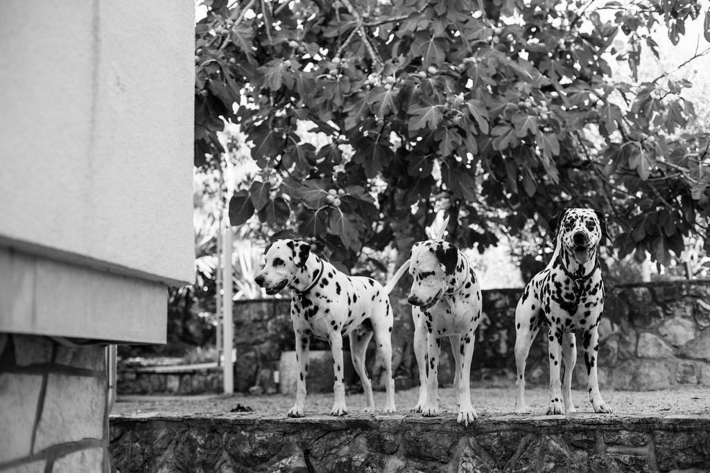 Villa Mir Polje  エクステリア 写真
